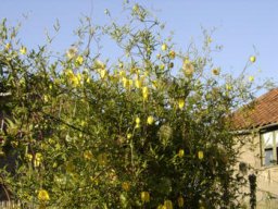 clematites_20211127_1439515907